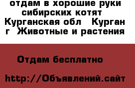 отдам в хорошие руки сибирских котят - Курганская обл., Курган г. Животные и растения » Отдам бесплатно   